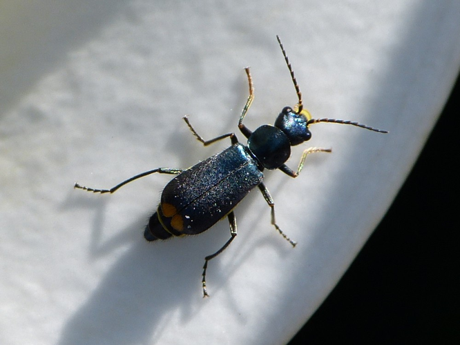 Clanoptilus elegans &copy; BARBIER Simon