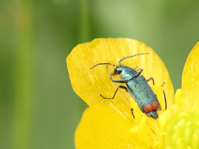 Malachius bipustulatus &copy; HERMANT Thomas