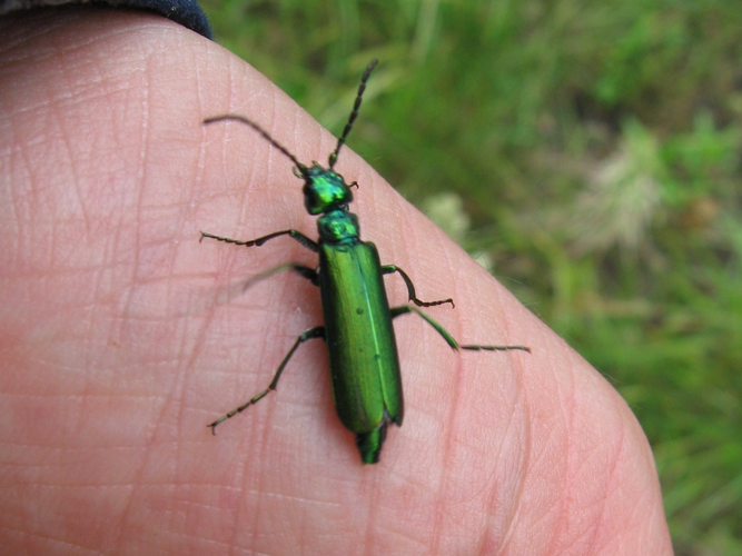 Lytta vesicatoria &copy; LETHEVE Xavier