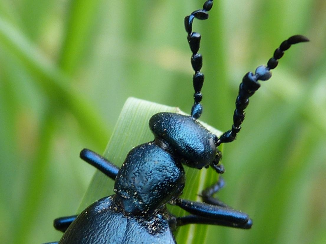 Meloe violaceus &copy; BARBIER Simon
