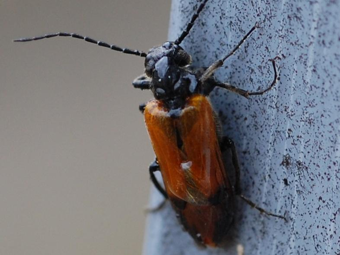 Stenoria analis &copy; VANSTEENE Nicolas