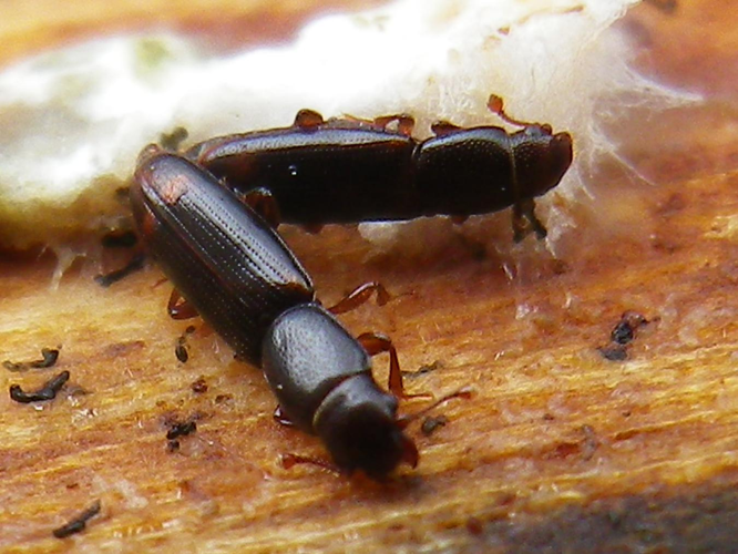 Rhizophagus bipustulatus &copy; HALLART Guénael