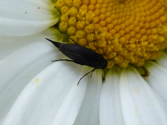 Mordella aculeata &copy; MAILLIER Sébastien