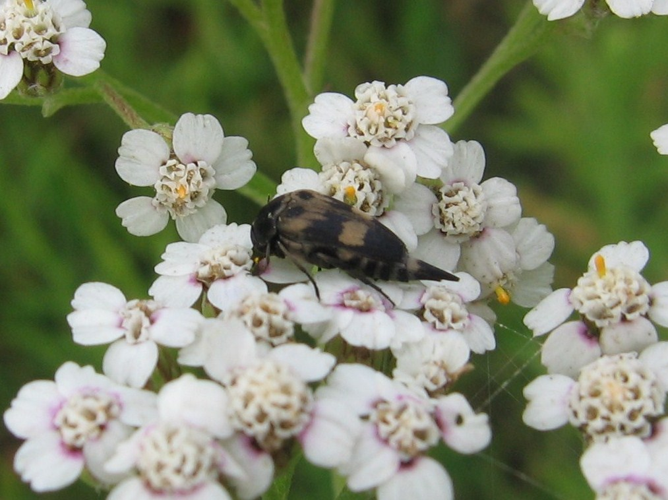 Variimorda villosa &copy; LETHEVE Xavier