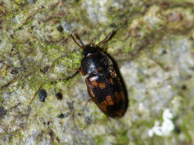 Litargus connexus &copy; BARBIER Simon