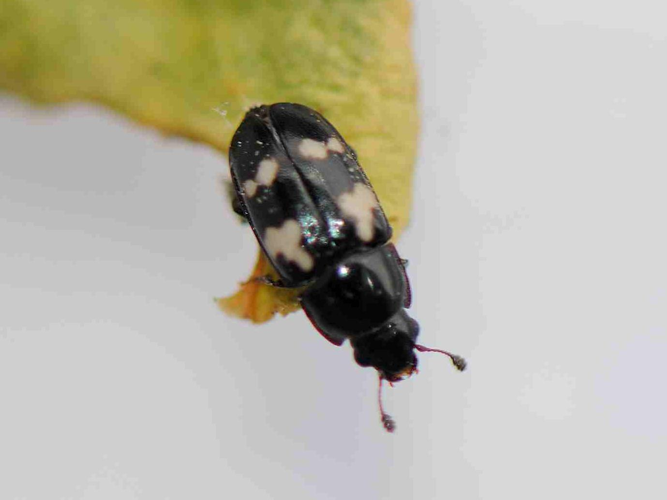 Glischrochilus quadriguttatus &copy; MATHOT William