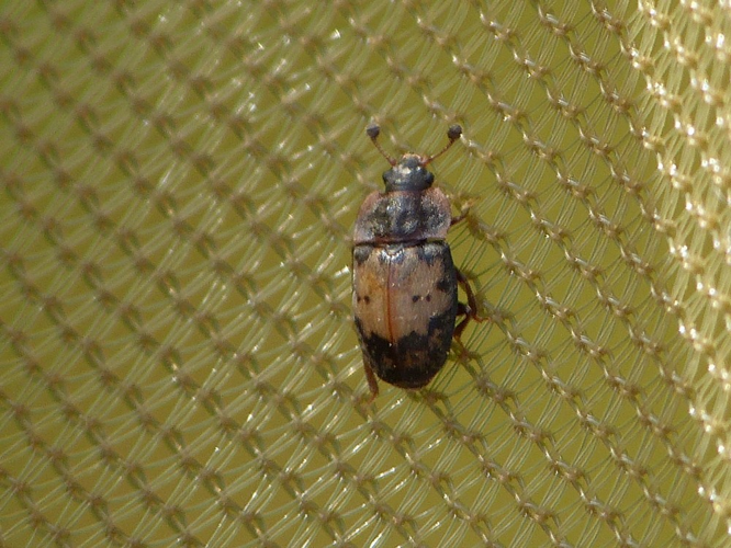 Omosita discoidea &copy; BARBIER Simon