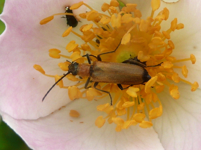 Anogcodes ustulatus &copy; MAILLIER Sébastien