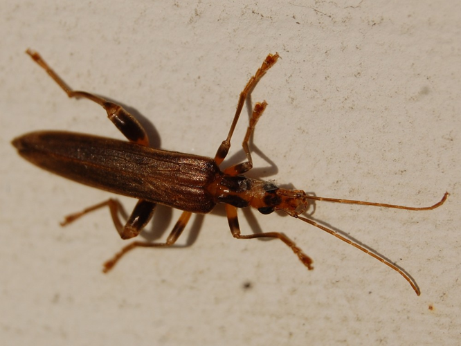 Oedemera femoralis &copy; VANSTEENE Nicolas