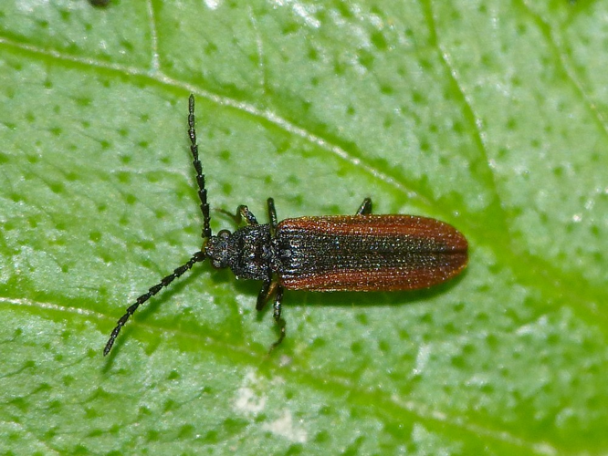 Omalisus fontisbellaquei &copy; BARBIER Simon