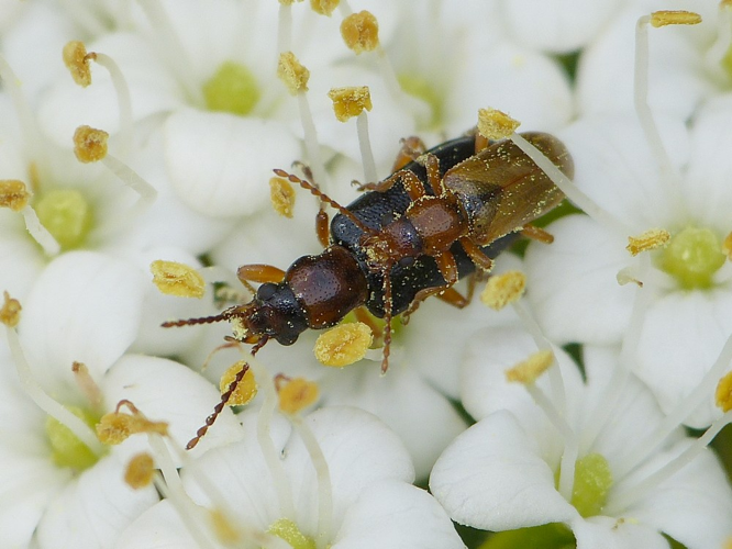 Orsodacne cerasi &copy; BARBIER Simon