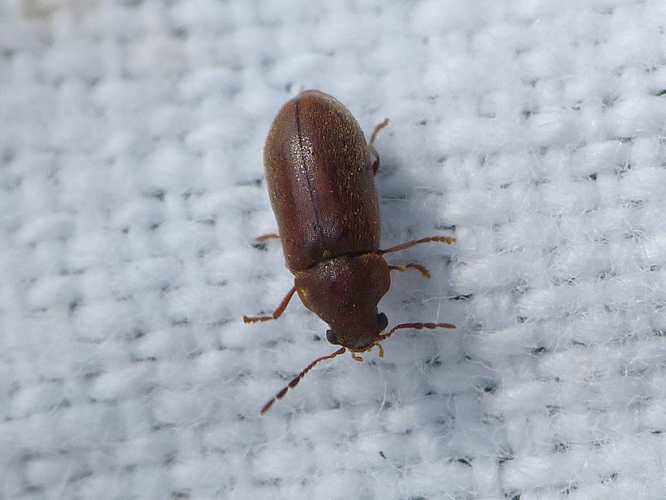 Ernobius mollis &copy; BARBIER Simon