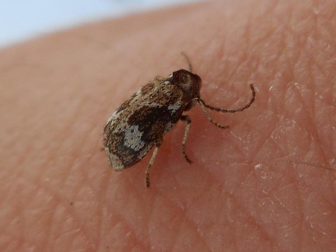 Ptinomorphus imperialis &copy; HALLART Guénael