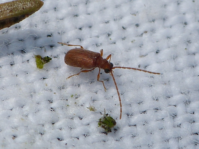 Ptinus dubius &copy; BARBIER Simon