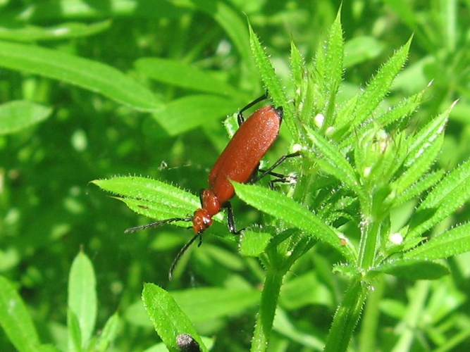 Pyrochroa serraticornis &copy; LETHEVE Xavier