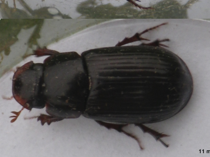 Acrossus rufipes &copy; HALLART Guénael