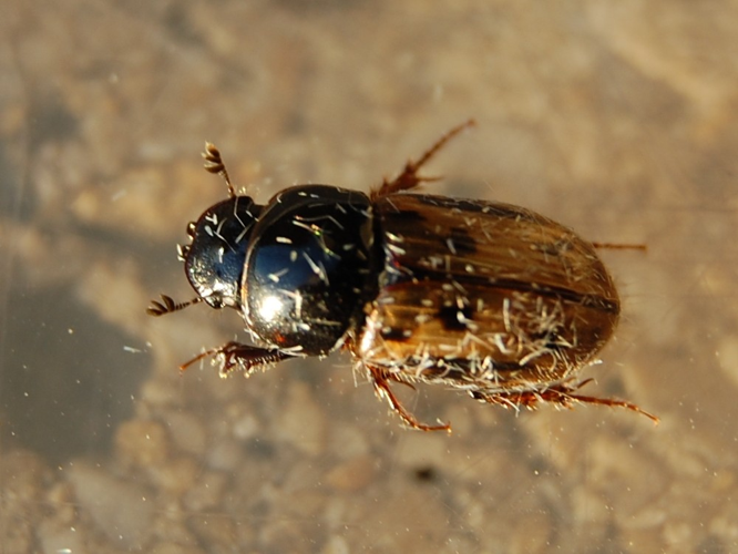 Chilothorax distinctus &copy; VANSTEENE Nicolas