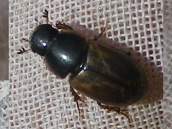 Melinopterus prodromus &copy; HALLART Guénael