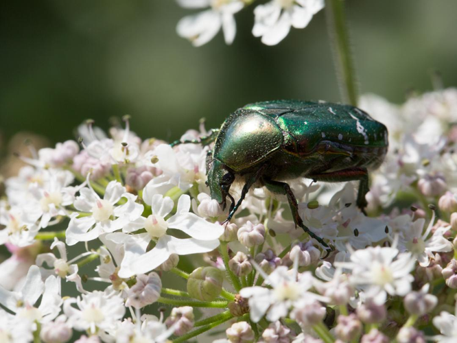 Cetonia aurata &copy; TONDELLIER Bruno