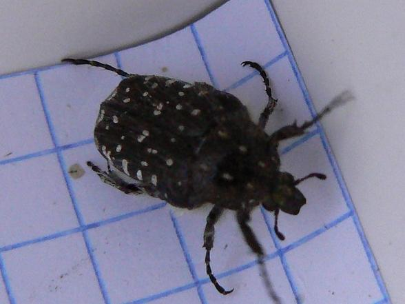 Oxythyrea funesta &copy; DEROZIER Carole