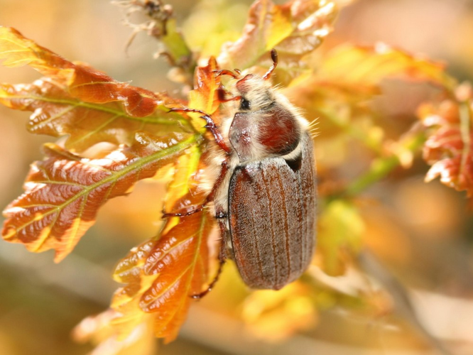 Melolontha hippocastani &copy; LETHEVE Xavier