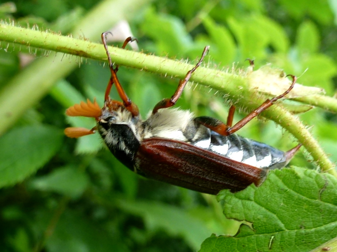 Melolontha melolontha &copy; MAILLIER Sébastien