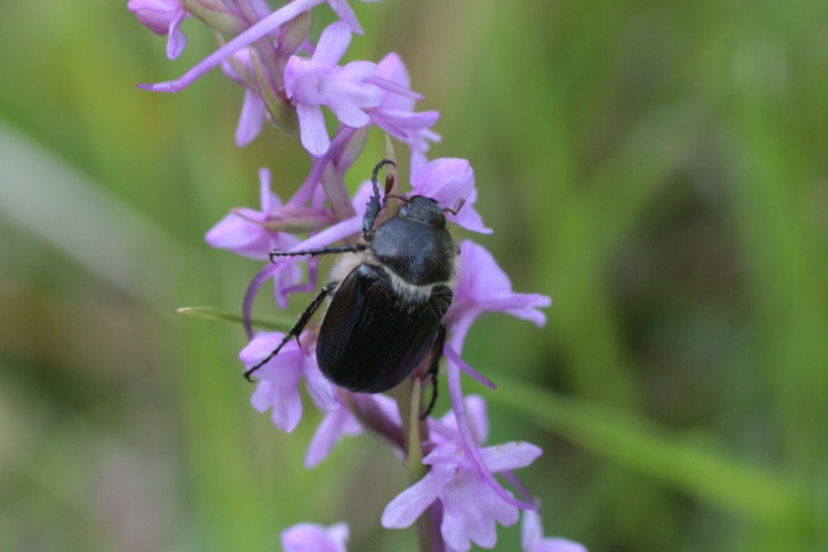 Amphimallon atrum &copy; TOP Damien