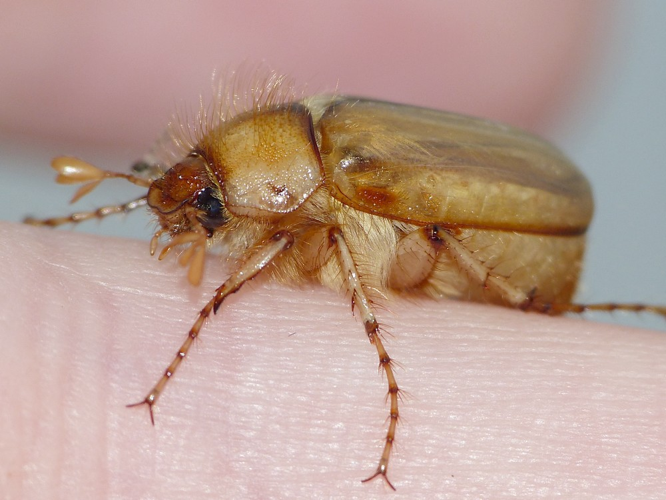 Rhizotrogus marginipes &copy; BARBIER Simon