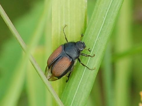 Omaloplia ruricola &copy; VANSTEENE Nicolas