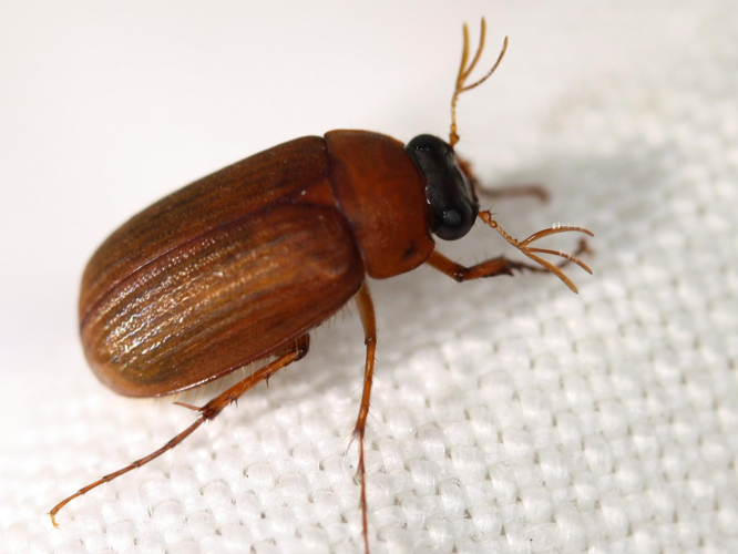 Serica brunnea &copy; LETHEVE Xavier