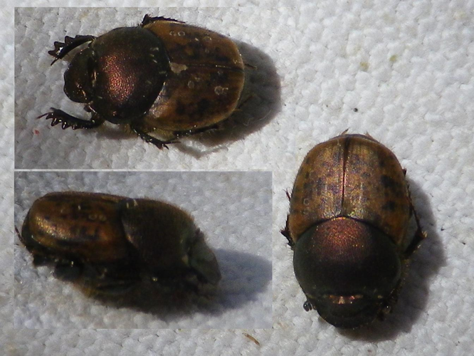 Onthophagus coenobita &copy; HALLART Guénael