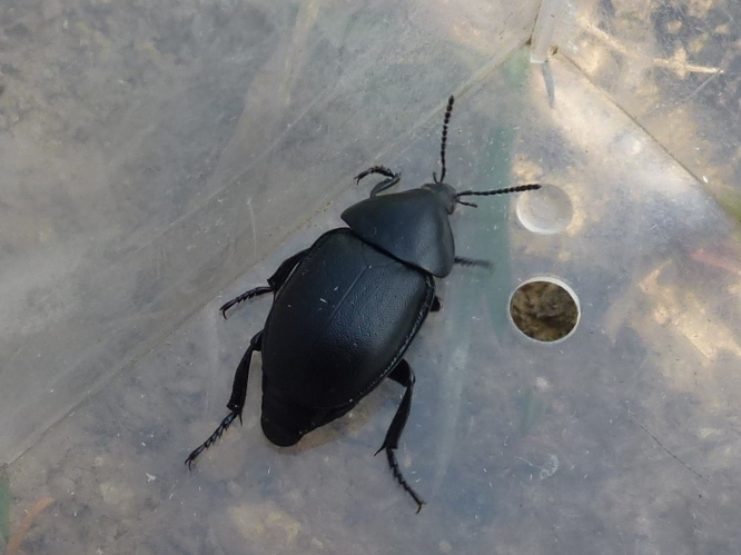 Ablattaria laevigata &copy; MAILLIER Sébastien