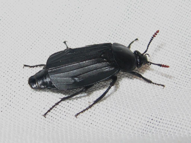 Necrodes littoralis &copy; LETHEVE Xavier