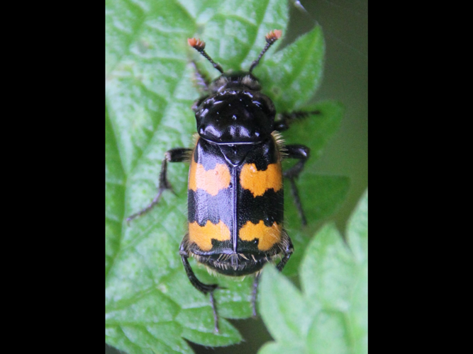 Nicrophorus vespillo &copy; COLINDRE Laurent