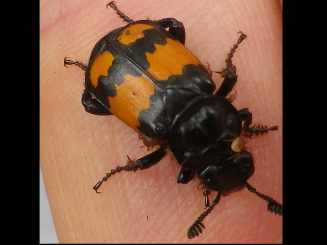 Nicrophorus vespilloides &copy; HALLART Guénael
