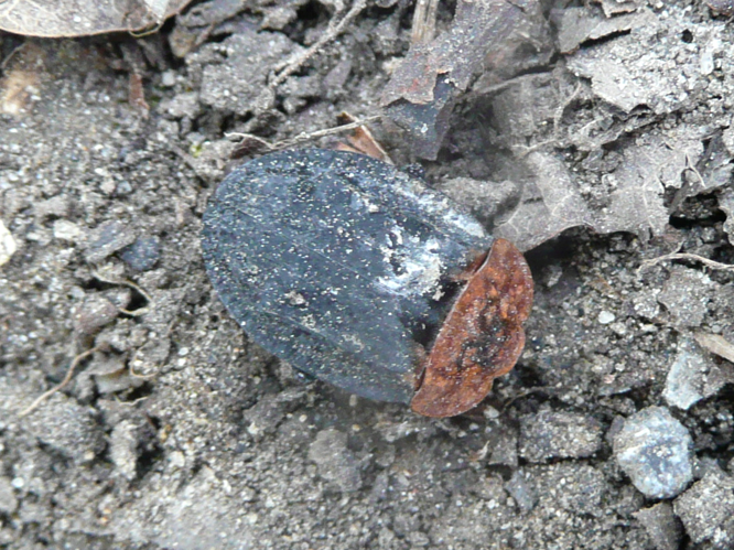 Oiceoptoma thoracicum &copy; MAILLIER Sébastien