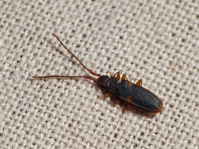 Uleiota planata &copy; BARBIER Simon