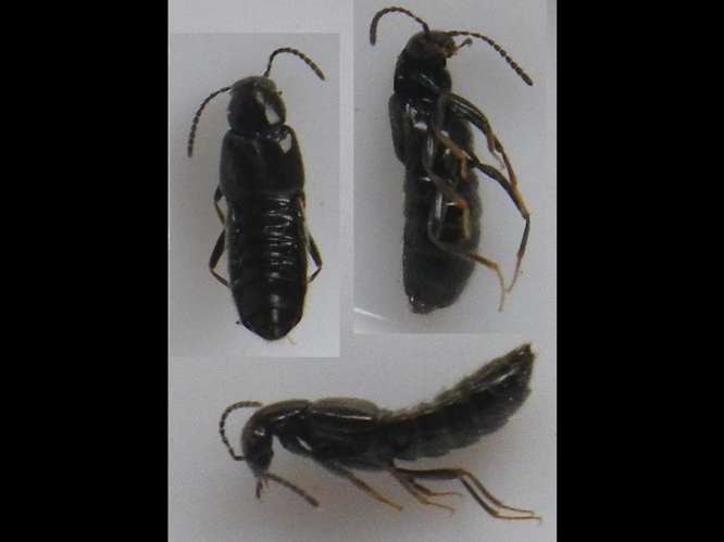 Euryalea decumana &copy; HALLART Guénael