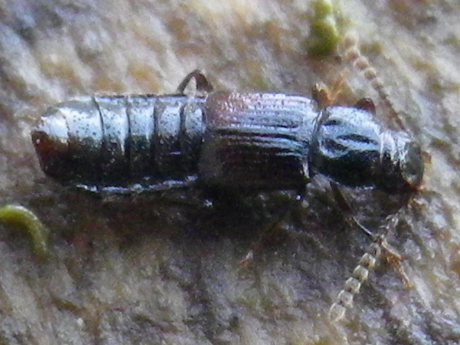 Coprophilus striatulus &copy; HALLART Guénael