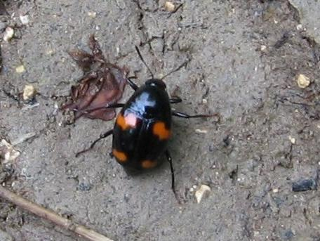 Scaphidium quadrimaculatum © LETHEVE Xavier