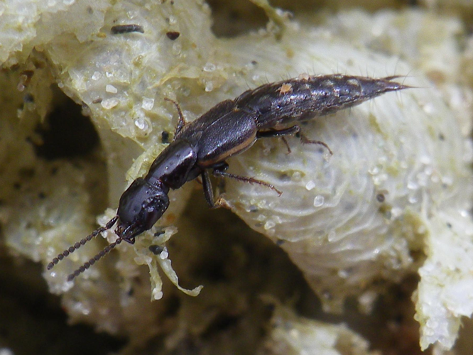 Cafius xantholoma &copy; HALLART Guénael