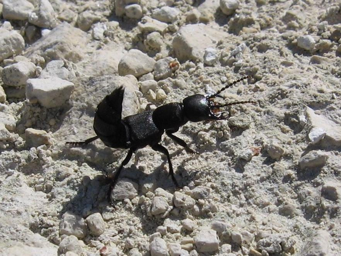 Ocypus olens &copy; LETHEVE Xavier