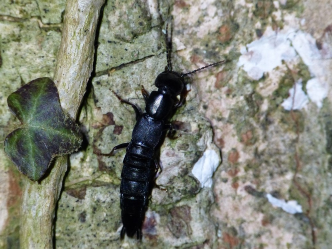 Ocypus ophthalmicus &copy; BARBIER Simon