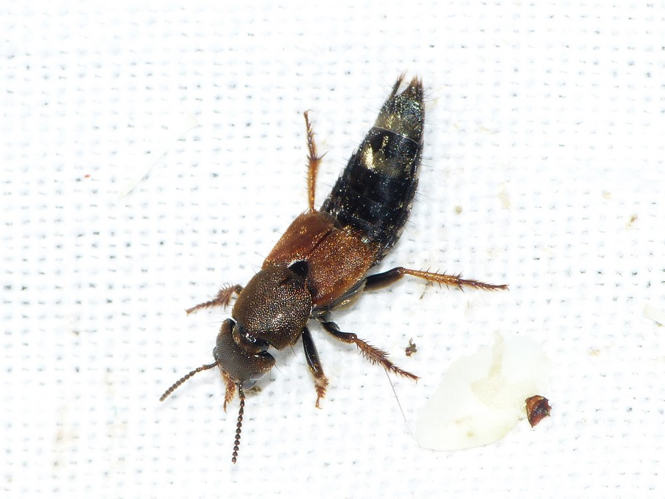 Platydracus chalcocephalus &copy; BARBIER Simon