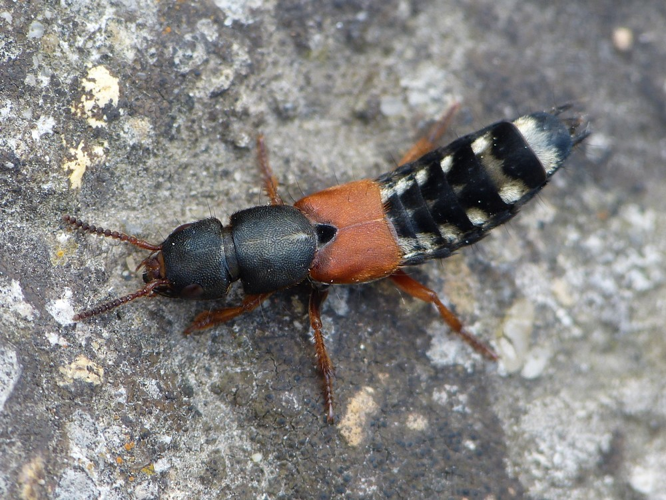 Platydracus stercorarius &copy; BARBIER Simon