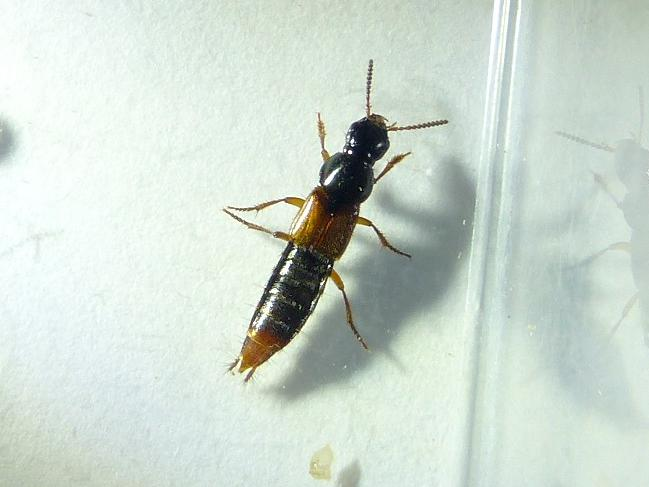 Quedius cruentus &copy; DEROZIER Carole