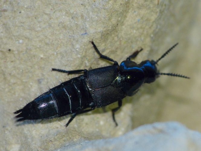 Velleius dilatatus &copy; BARBIER Simon