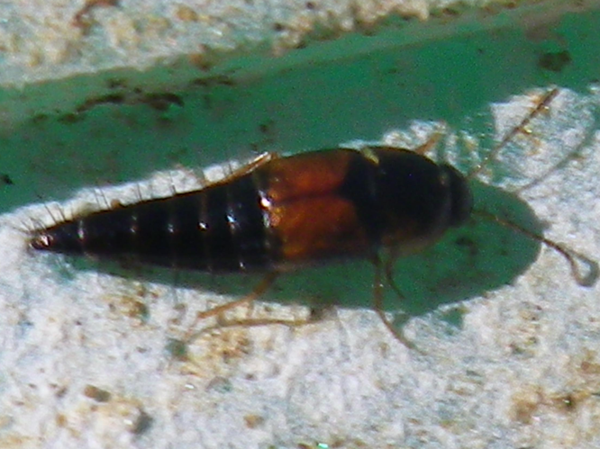 Tachyporus hypnorum &copy; HALLART Guénael