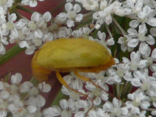 Cteniopus sulphureus &copy; MAILLIER Sébastien