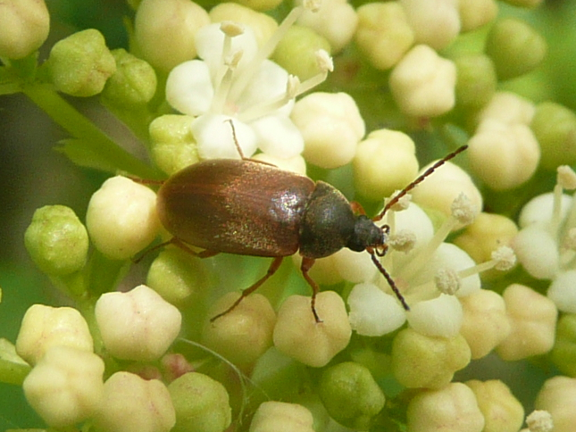 Isomira murina &copy; MAILLIER Sébastien